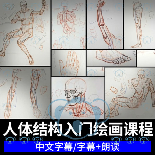 人体结构绘画课程躯干手臂脚腿部解剖美术手绘教程Ramon Hurtado