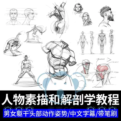 人物素描解剖学教学男女性人体结构头部躯干动作姿势美术绘画教程