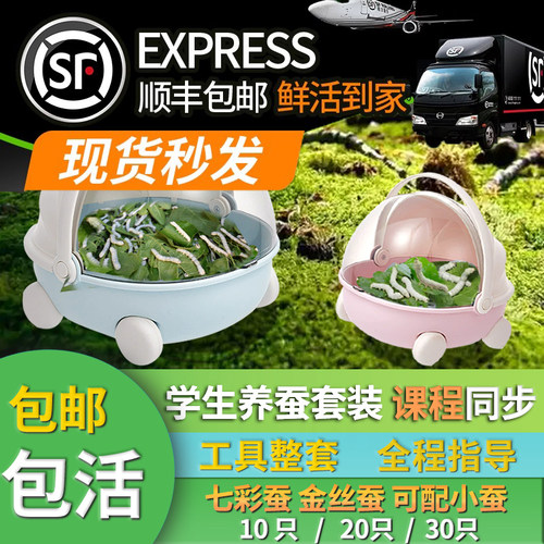 顺丰当天发蚕宝宝活蚕卵学生套装