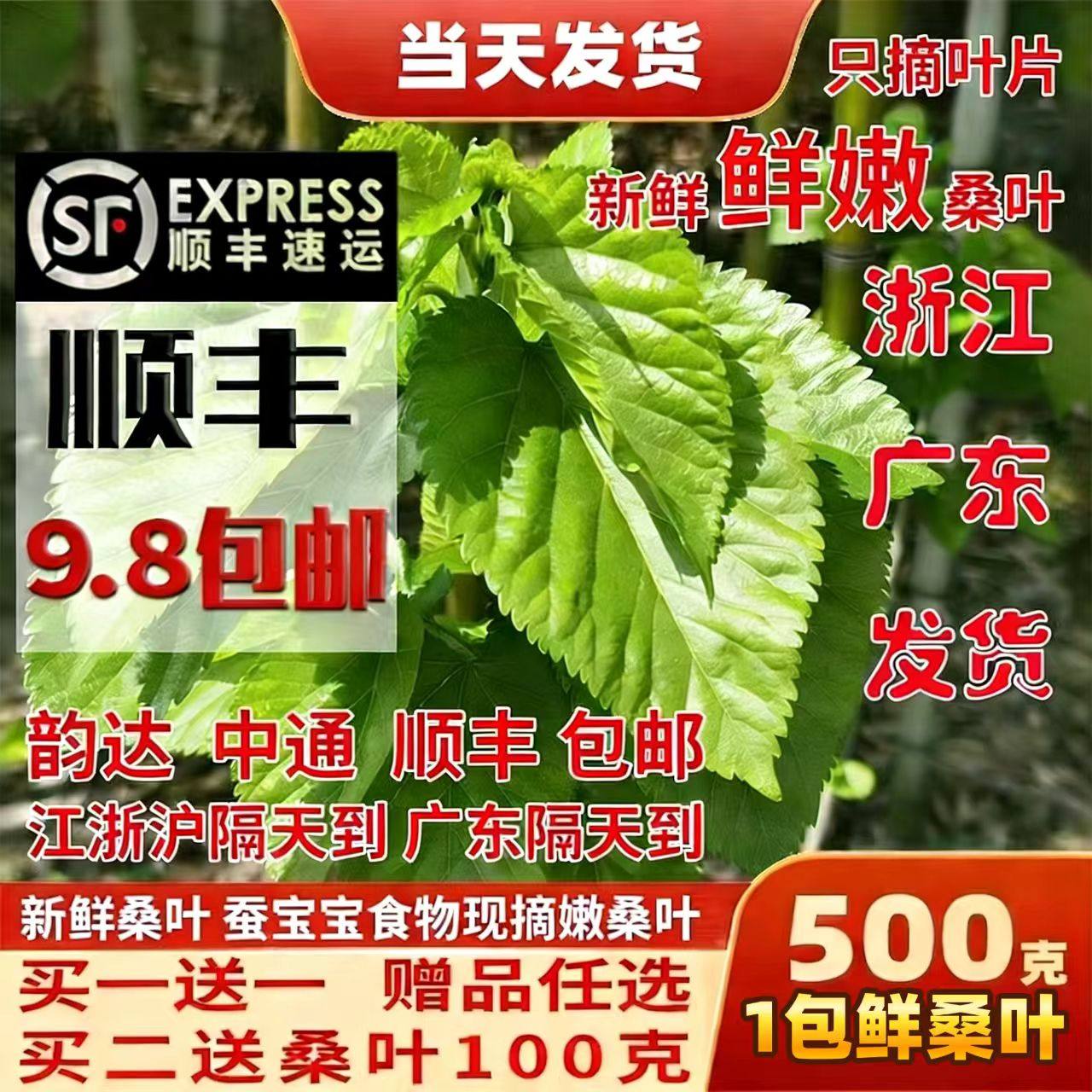 桑叶新鲜学生养蚕套装桑叶喂蚕大小蚕宝宝养蚕桑饲料小蚕嫩桑树叶,宠物/宠物食品及用品,蚕宝宝,淘宝优惠券,粉丝福利购,淘宝优惠卷