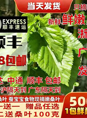 蚕宝宝新鲜桑叶学生养蚕套装大桑叶小桑叶养蚕桑饲料小蚕嫩桑树叶