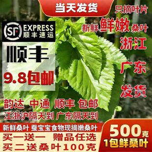 蚕宝宝新鲜桑叶学生养蚕套装 大桑叶小桑叶养蚕桑饲料小蚕嫩桑树叶