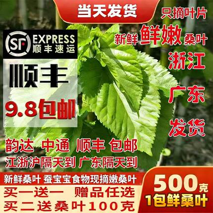 蚕宝宝新鲜桑叶学生养蚕套装大桑叶小桑叶养蚕桑饲料小蚕嫩桑树叶