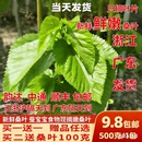 桑叶新鲜学生养蚕套装 桑叶喂蚕大小蚕宝宝养蚕桑饲料小蚕嫩桑树叶