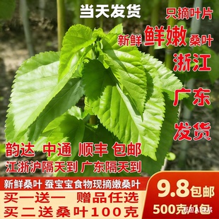 桑叶新鲜学生养蚕套装 桑叶喂蚕大小蚕宝宝养蚕桑饲料小蚕嫩桑树叶