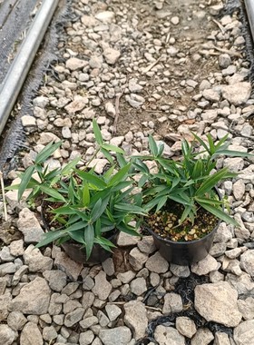 四国矮竹长不高竹子假山庭院造景绿植观叶微型桌面小盆栽四季常青