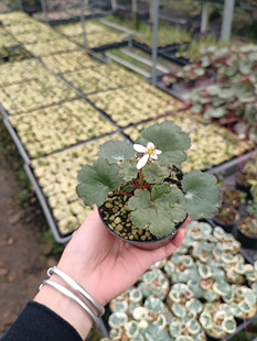 大文字草 日本山野草 小葉大文字草 小町姫白色 小叶大文字草