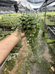 铜锤玉带草 地茄子草小铜锤地钮子扣子草马链草 桌摆造景庭院阳台