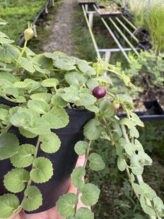 爬藤水陆缸雨林缸假山吸水石造景绿植盆栽喜湿铜锤玉带草带果结果