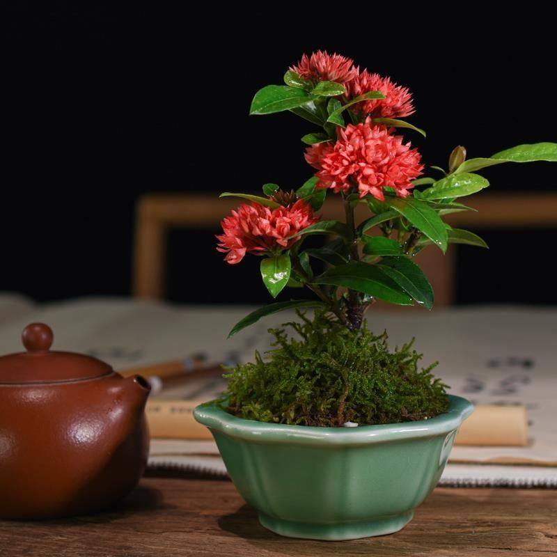进口稀有品种姬龙船花姬山丹重瓣桌面绿植