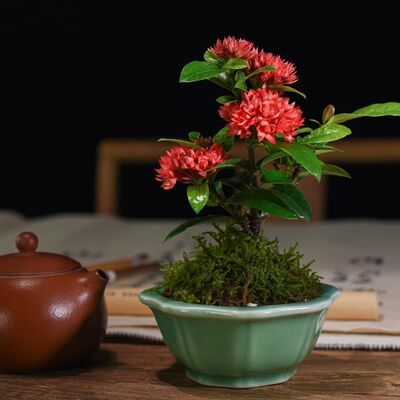 进口稀有品种姬龙船花姬山丹重瓣花姬龙船丹微型开花阳台盆景素材