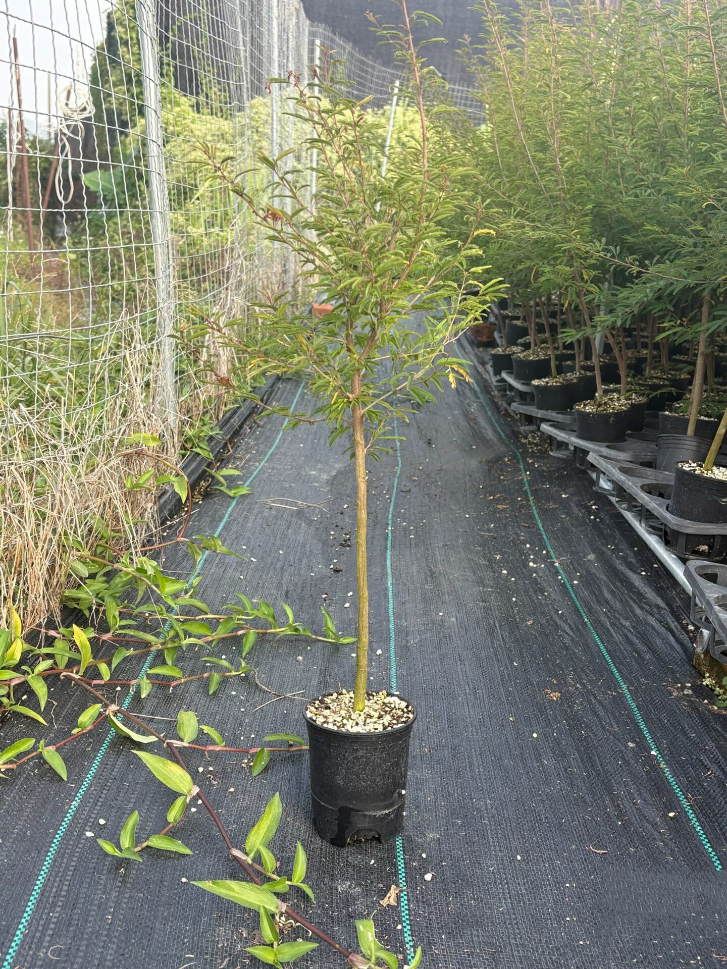 红花粉花常年开花姬合欢盆栽苗网红绿植物室内阳台景观花卉盆景草