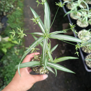 姬旱伞草花叶姬水竹水培耐阴耐水湿耐涝水陆缸生态鱼缸造景