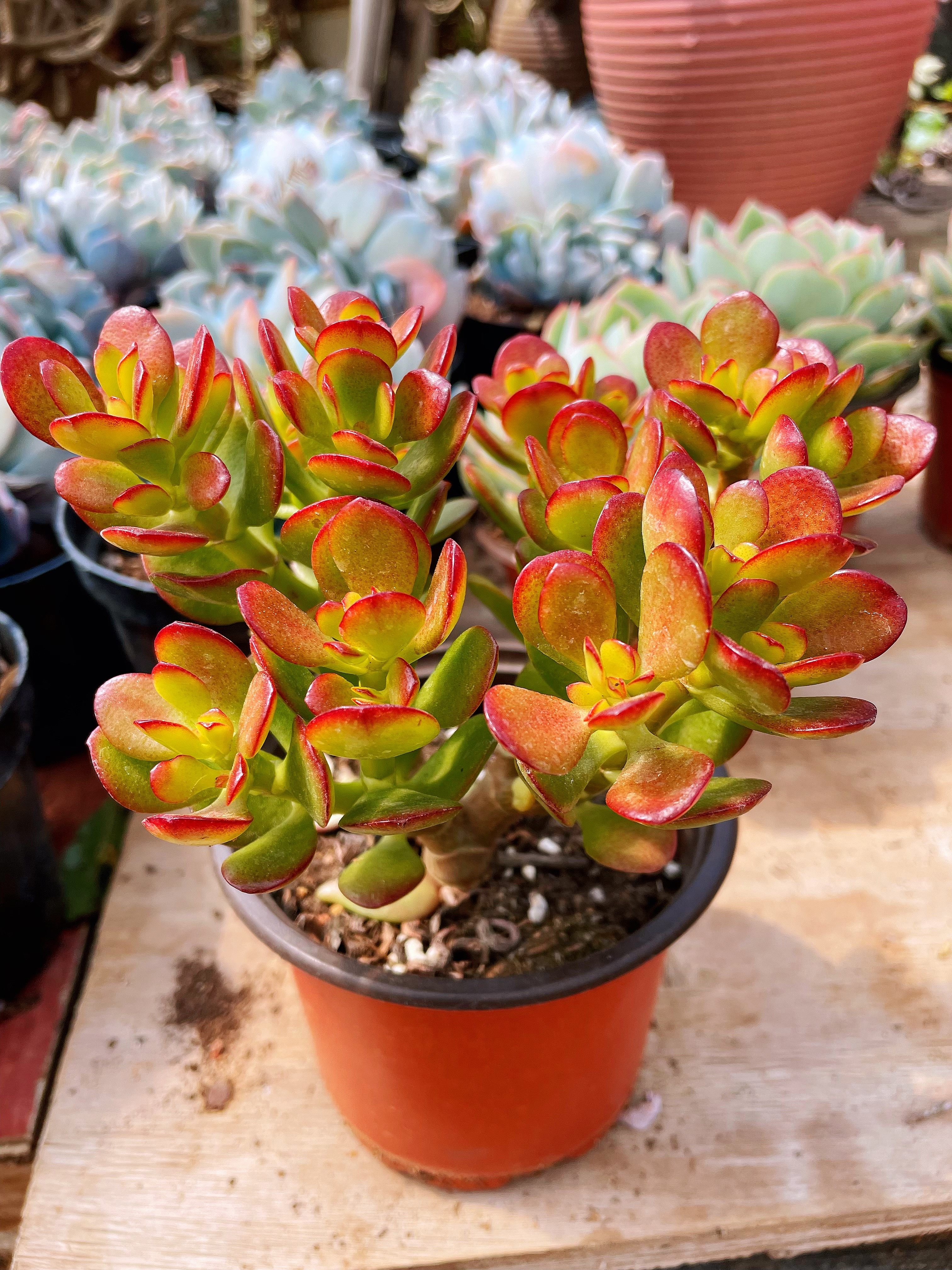 网红姬红花月 红玉树老桩多肉植物办公室阳台盆栽基地直发