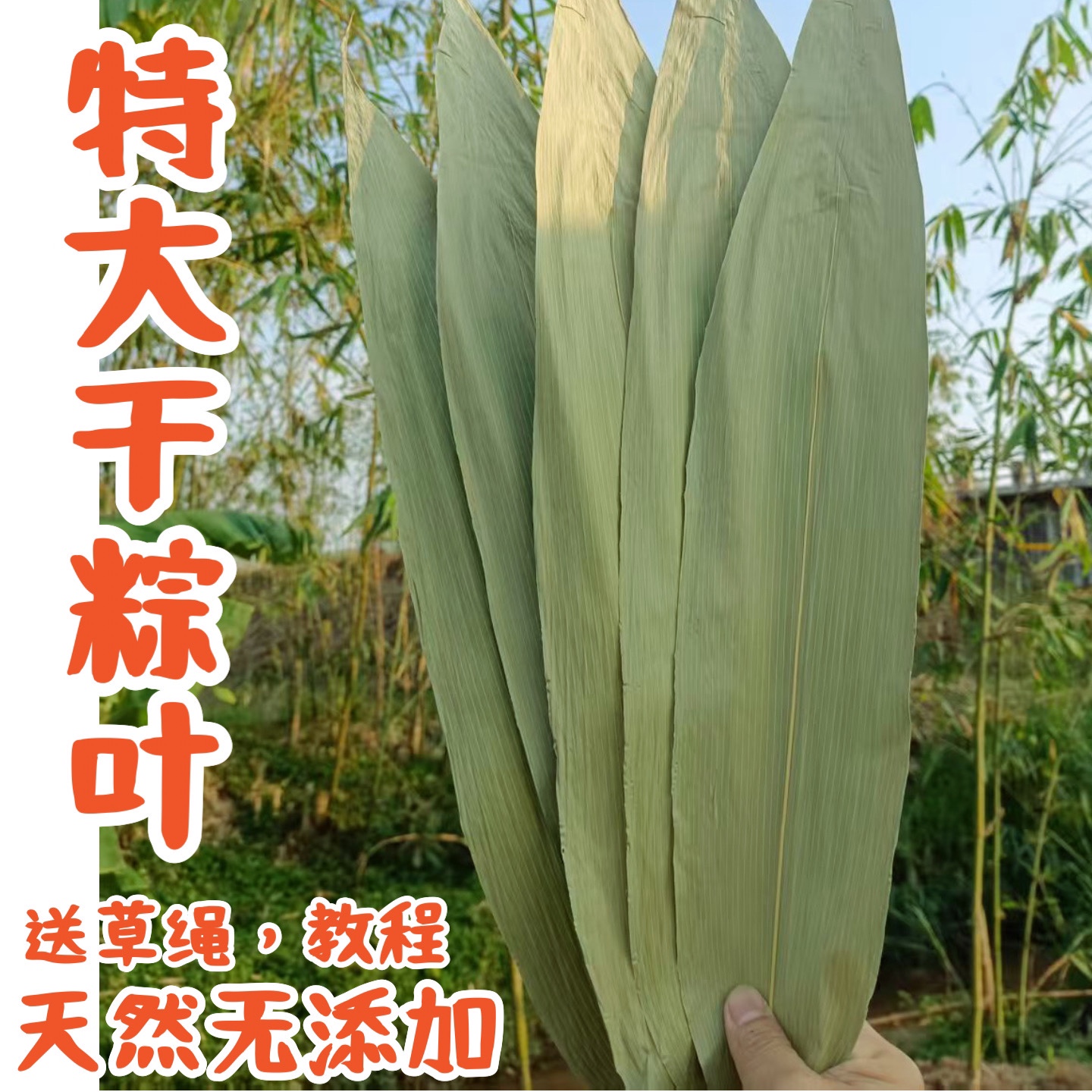 加大号干粽叶送草绳天然野生包邮
