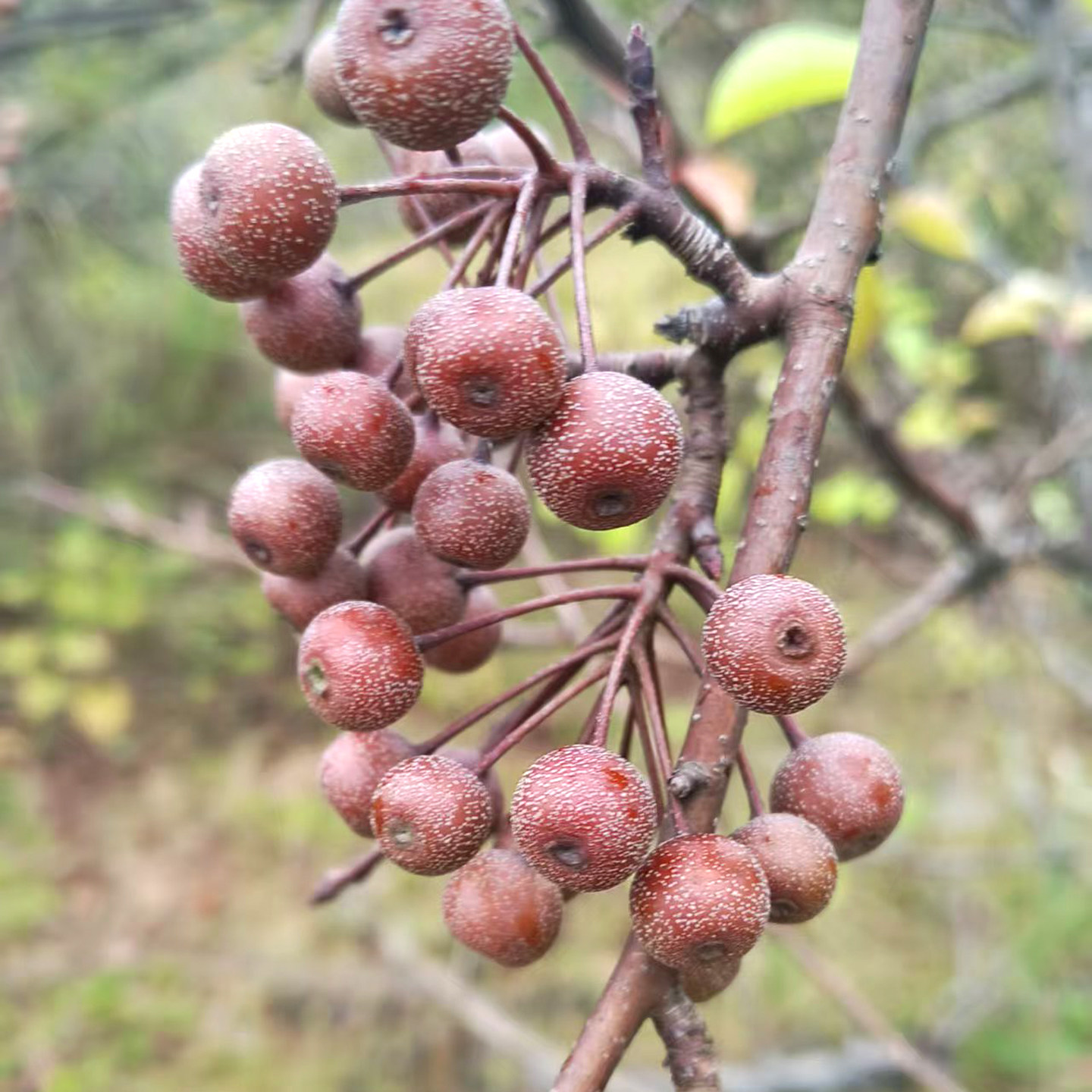 农家深山采摘野生棠梨小沙梨鸟梨豆梨泡酒材料可煮水炖汤5斤包邮