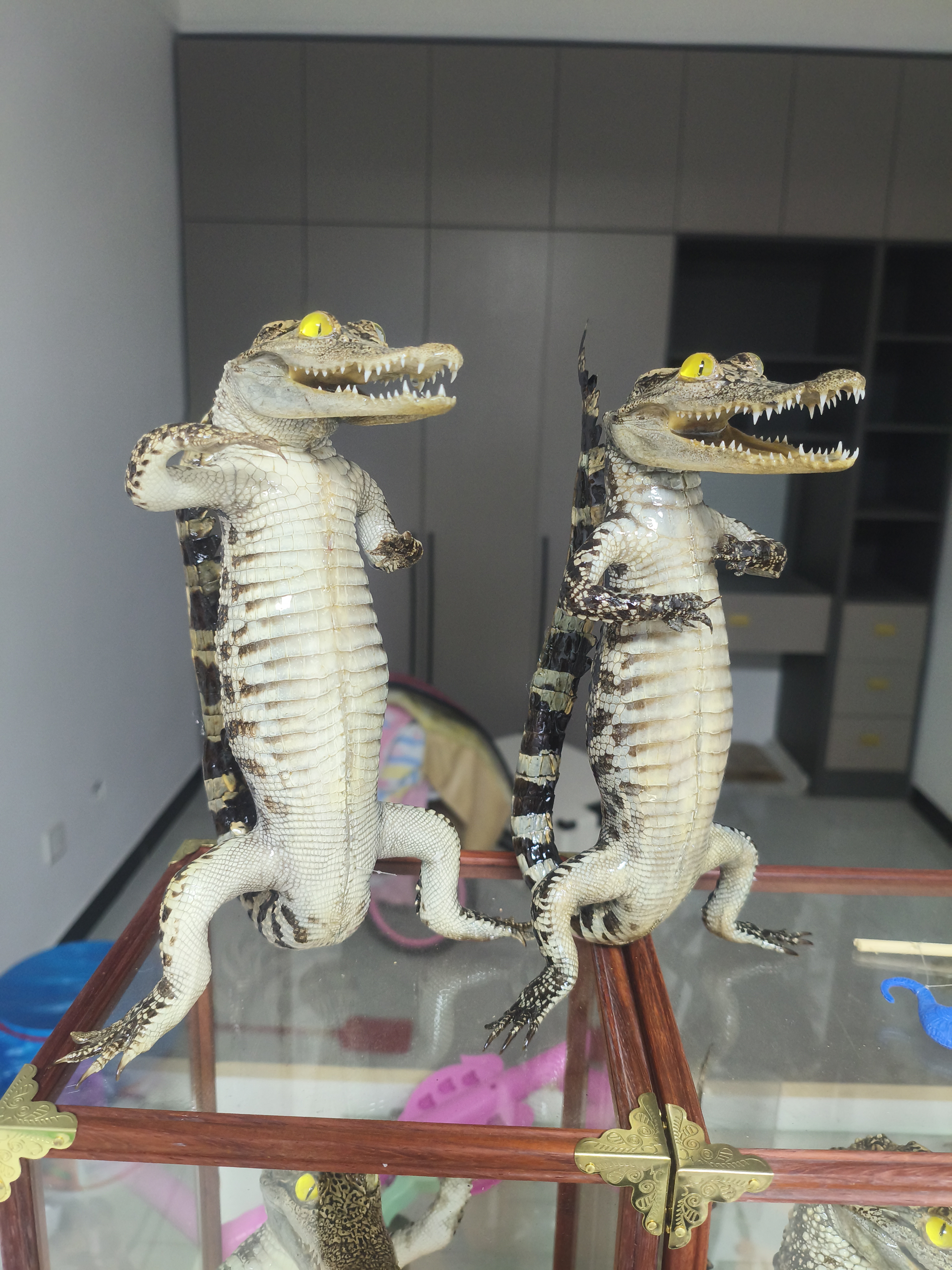商品造型私人订制鳄鱼标本蜥蜴标本定做标本预订定制标本定制摆件