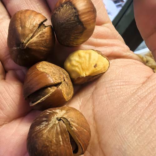 辽源美食，花市咸菜，开口特大榛子3斤包邮77推荐