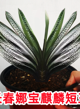 长春名贵君子兰 精品麒麟短叶麻脸油匠坑纹 宽叶立板盆栽高端小苗