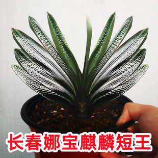 长春名贵君子兰 精品麒麟短叶麻脸油匠坑纹 宽叶立板盆栽高端小苗