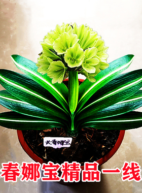 长春娜宝精品君子兰 一线天油麻彩兰 瓷白墨绿鸳鸯宽叶覆轮金丝苗