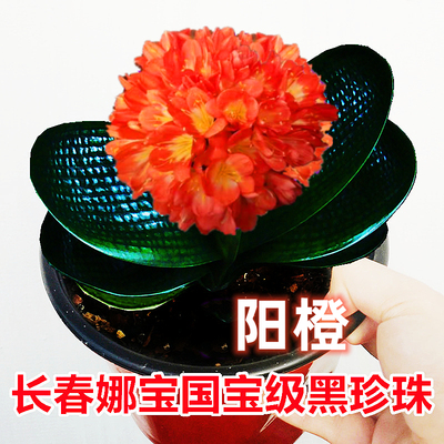 君子兰盆栽精品黑珍珠圆头和尚麻