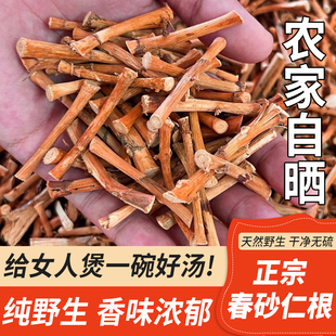 正宗阳春春砂仁根晒干砂仁根特产月子煲汤煮水农家新鲜干货中药材