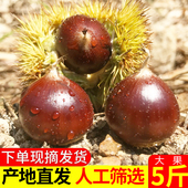板栗生新鲜高山锥栗建瓯油栗农家现摘毛栗子圆椎栗尖板栗大果 包邮