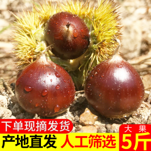 板栗生新鲜高山锥栗建瓯油栗农家现摘毛栗子圆椎栗尖板栗大果 包邮