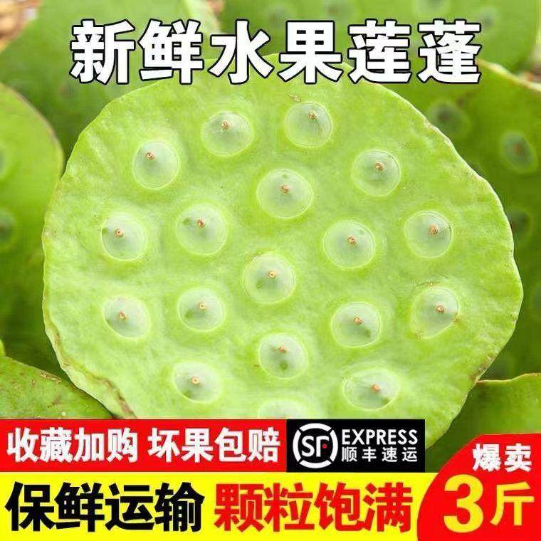 新鲜莲蓬生吃水果莲蓬嫩莲子米清甜爽口现摘现发应季水果湖南莲蓬