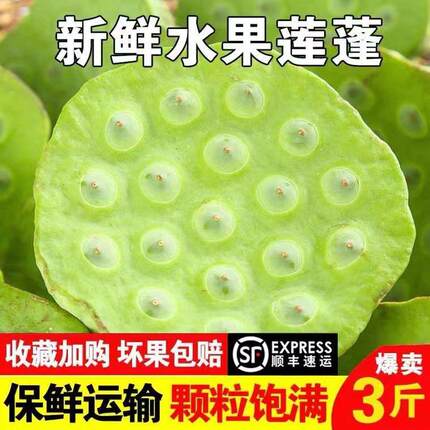 新鲜莲蓬生吃水果莲蓬嫩莲子米清甜爽口现摘现发应季水果湖南莲蓬