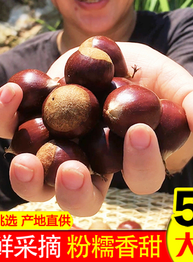 农家板栗生新鲜野生建瓯锥栗油栗子高山现摘带壳尖圆栗福建毛栗子