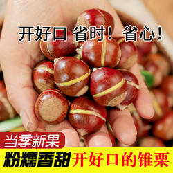 开好口锥栗新鲜生板栗尖椎栗建瓯油栗带壳圆锥栗新鲜现摘老树板栗