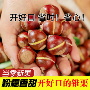 开好口锥栗新鲜生板栗尖椎栗建瓯油栗带壳圆锥栗新鲜现摘老树板栗