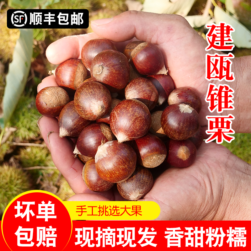 锥栗建瓯新鲜生板栗高山现摘油栗子福建特产农家带壳野小毛栗5斤