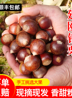 锥栗建瓯新鲜生板栗高山现摘油栗子福建特产农家带壳野小毛栗5斤