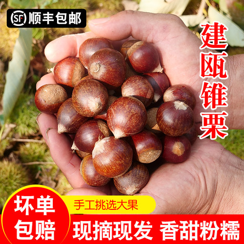 新鲜采摘生板栗福利回馈产地直发