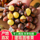 新鲜板栗现摘福建建瓯高山锥栗建瓯栗子带壳野生小锥栗油栗糖炒栗