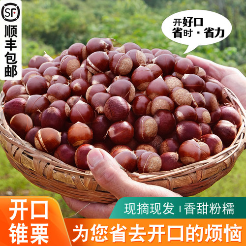 开好口锥栗方便省心【新鲜现摘】