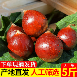 建瓯板栗油栗现摘锥栗圆栗高山农家现摘福建特产带壳野生毛栗糖炒