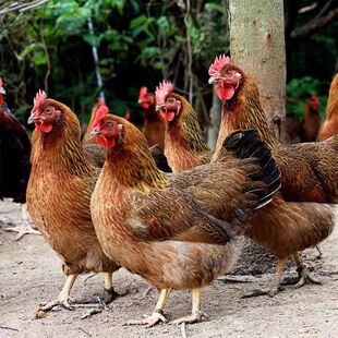 （2母）180～200天清远麻鸡 散养散放 皮香肉滑