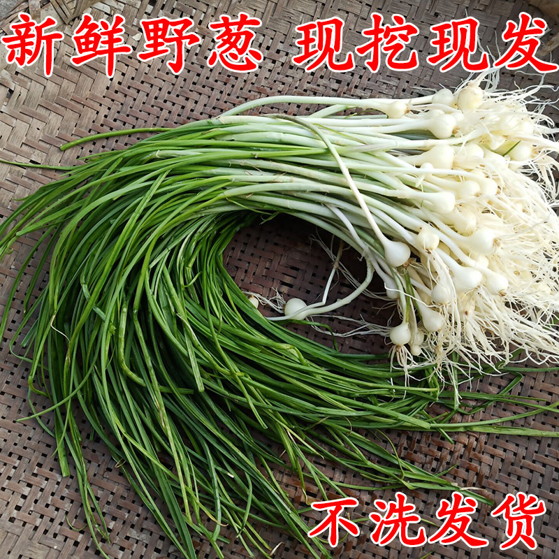 四川新鲜野葱野菜现挖小根蒜胡葱野生葱百香葱苦藠头薤白可做种苗