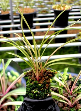 兰花蕙兰红香妃高档红色线艺七彩虹钻 浓香花卉绿植客厅阳台包邮