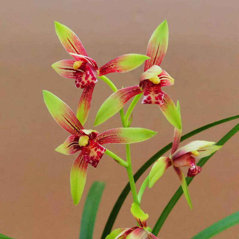 浓香建兰逸虹玉红双娇小国魂盆栽绿植客厅广兴兰花卉美观盆景桌面