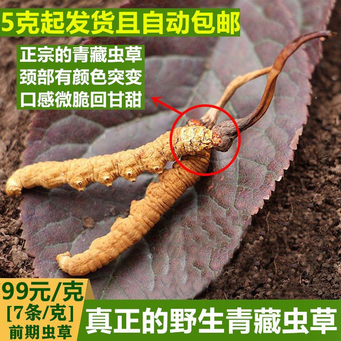 产地发正品西藏那曲新鲜冬虫夏草青海玉树头期干虫草非断草礼盒装