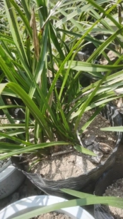 兰花，慧兰雅韵一室生春四君子 6颗苗30元10颗苗40元15颗苗50元