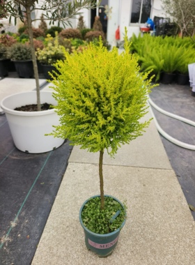 3月新品香松棒棒糖盆栽阳台露天办公室室内外花园四季常青金冠柏