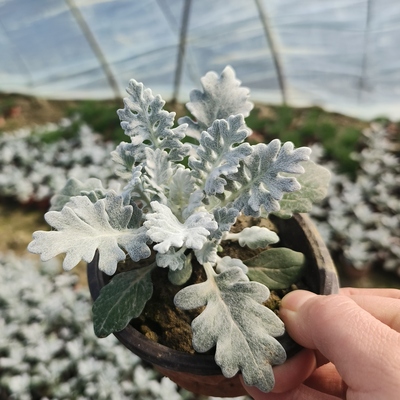 芝樱花苗庭院基地直发四季多年生