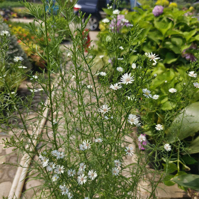 网红梦幻柳叶白菀花期超长超耐寒耐高温花园植物多年生宿根植物