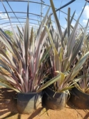 Flax花镜观叶吸甲醛绿植常绿观叶四季 新西兰亚麻New Zealand 盆栽